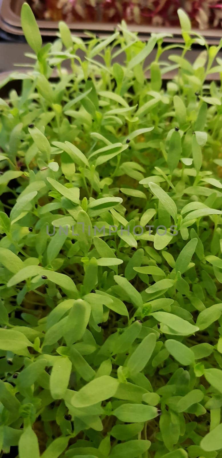 Stellaria media or Common chickweed or little mouse ear chickweed is an annual flowering plants in the carnation family Caryophllaceae.It is grown as a vegetable crop and ground cover for both human and poultry