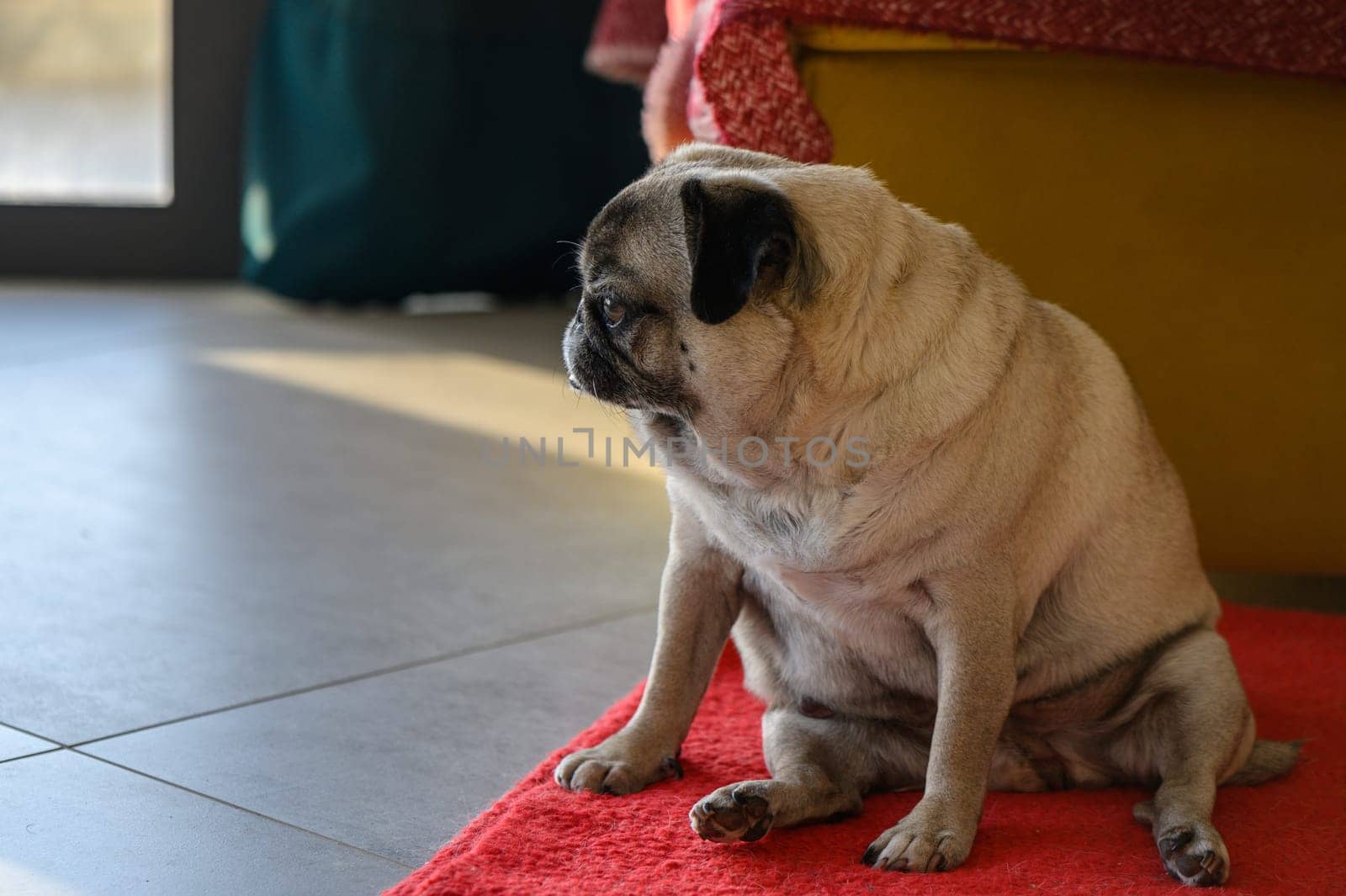 Senior old pug sitting on a rug at home
