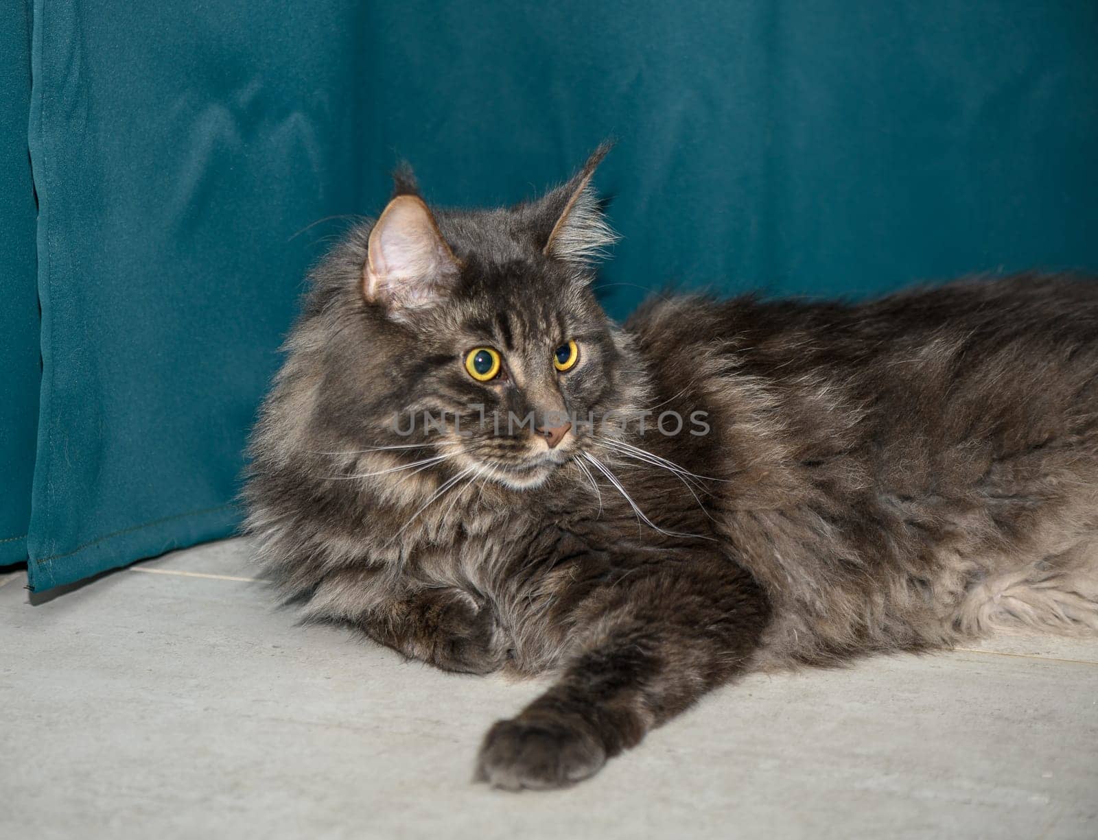 Maine Coon lies on the floor on a green background by Mixa74