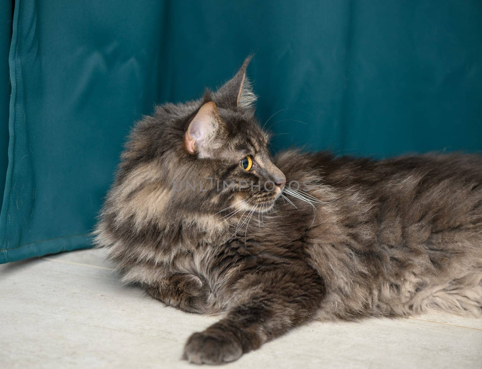 Maine Coon lies on the floor on a green background