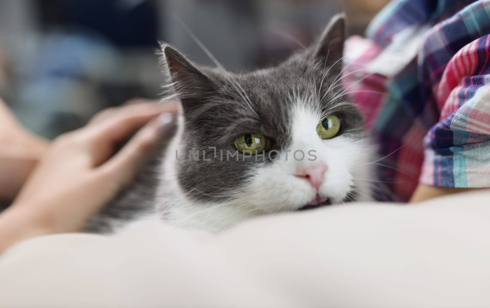Woman holding beautiful cat with green eyes closeup by kuprevich