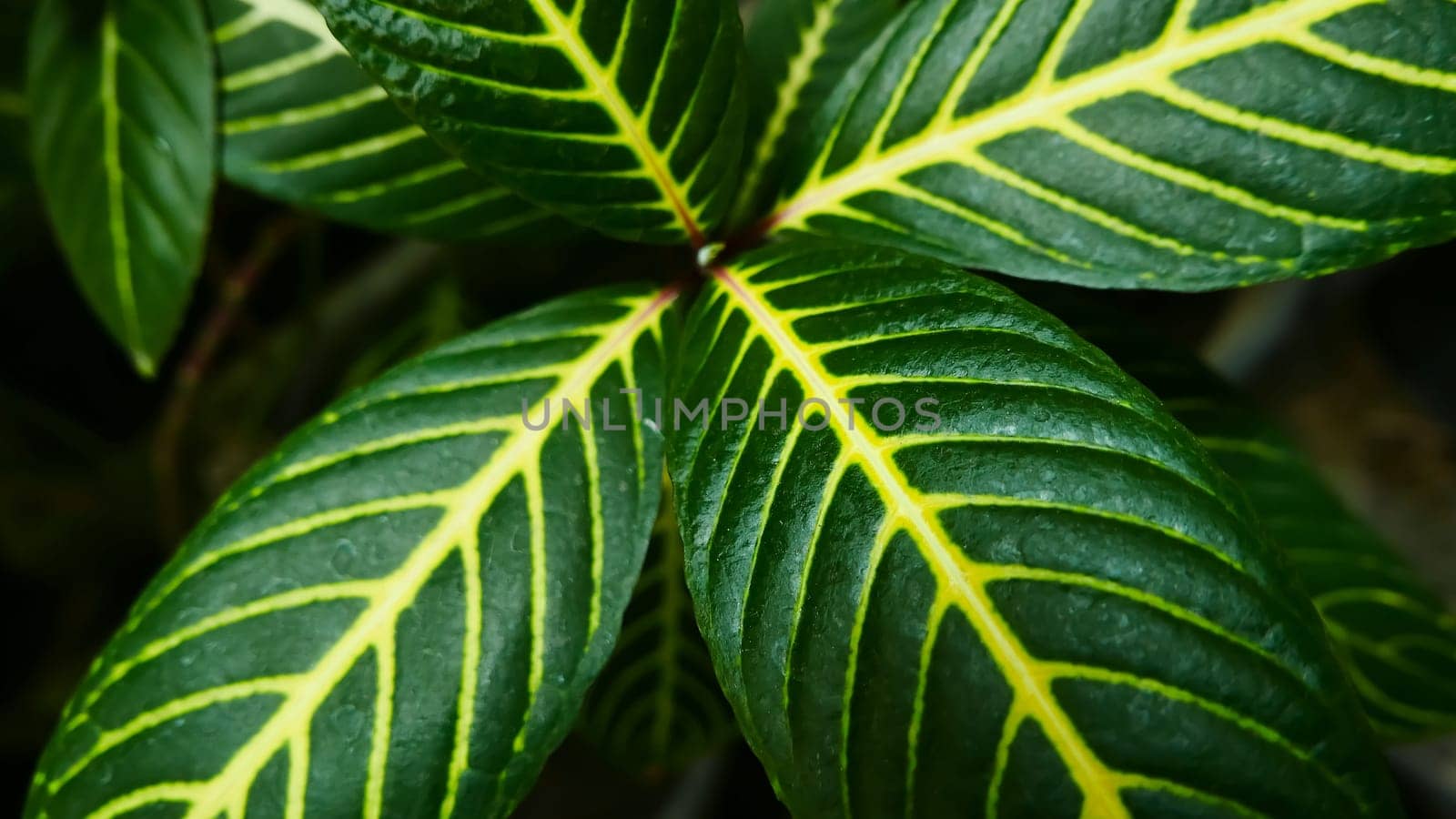 picture of leaves from a plant called Aphelandra squarrosa Nees, from the genus of Acanthaceae, or also known as Zebra Plant by antoksena