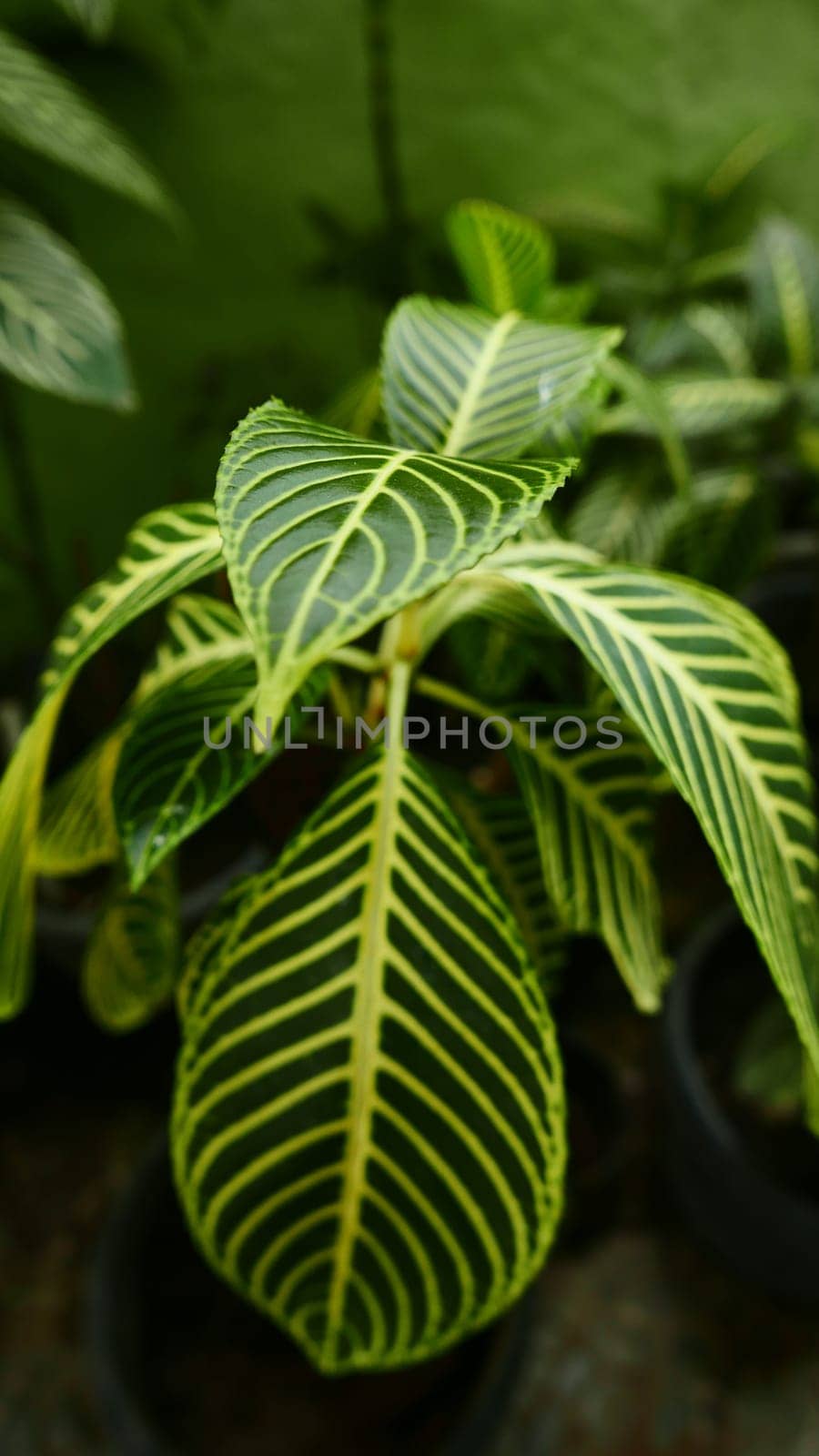 picture of leaves from a plant called Aphelandra squarrosa Nees, from the genus of Acanthaceae, or also known as Zebra Plant by antoksena