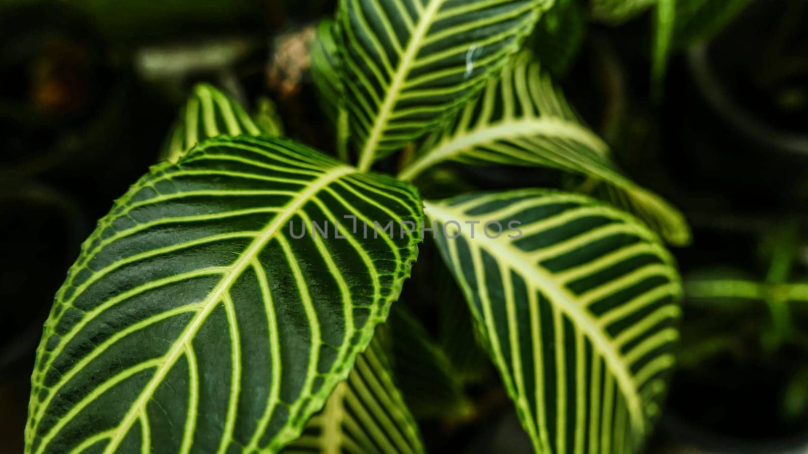 picture of leaves from a plant called Aphelandra squarrosa Nees, from the genus of Acanthaceae, or also known as Zebra Plant in garden and pots