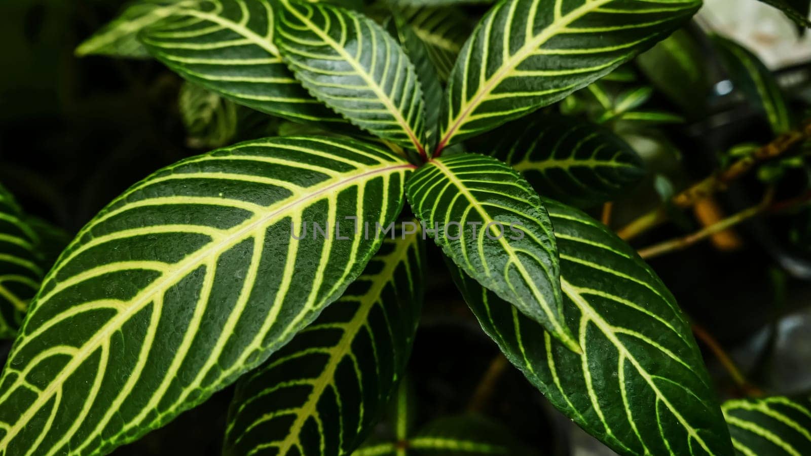 picture of leaves from a plant called Aphelandra squarrosa Nees, from the genus of Acanthaceae, or also known as Zebra Plant by antoksena