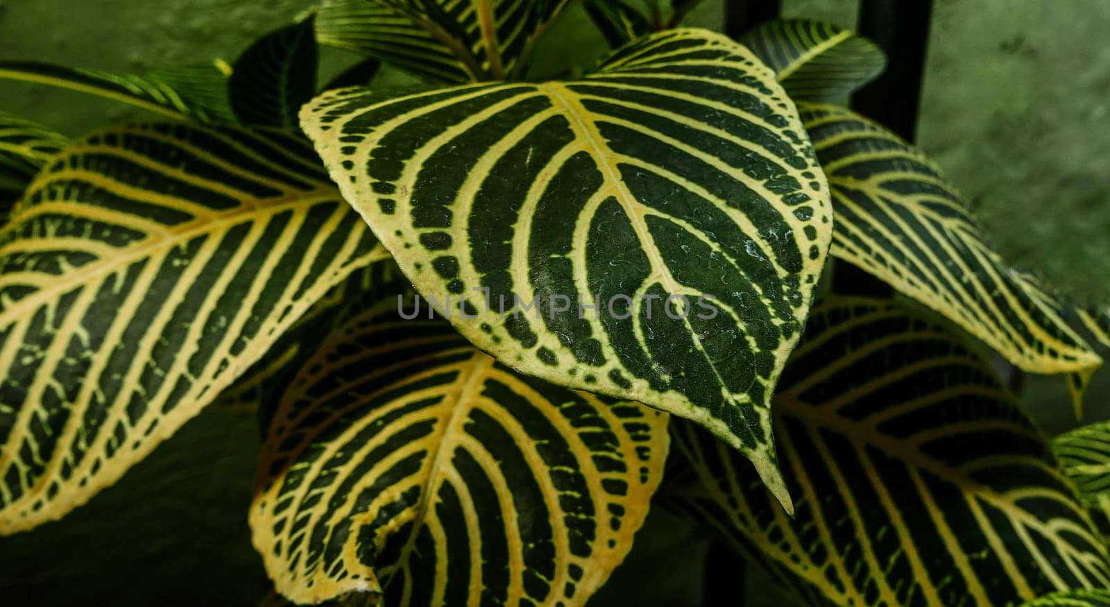 picture of leaves from a plant called Aphelandra squarrosa Nees, from the genus of Acanthaceae, or also known as Zebra Plant by antoksena