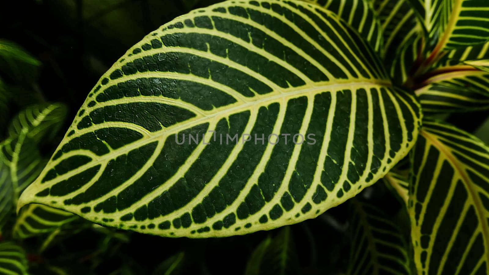 picture of leaves from a plant called Aphelandra squarrosa Nees, from the genus of Acanthaceae, or also known as Zebra Plant in garden and pots