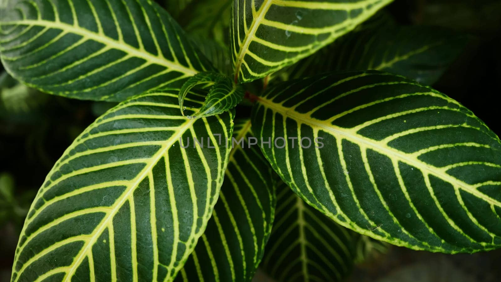 picture of leaves from a plant called Aphelandra squarrosa Nees, from the genus of Acanthaceae, or also known as Zebra Plant in garden and pots