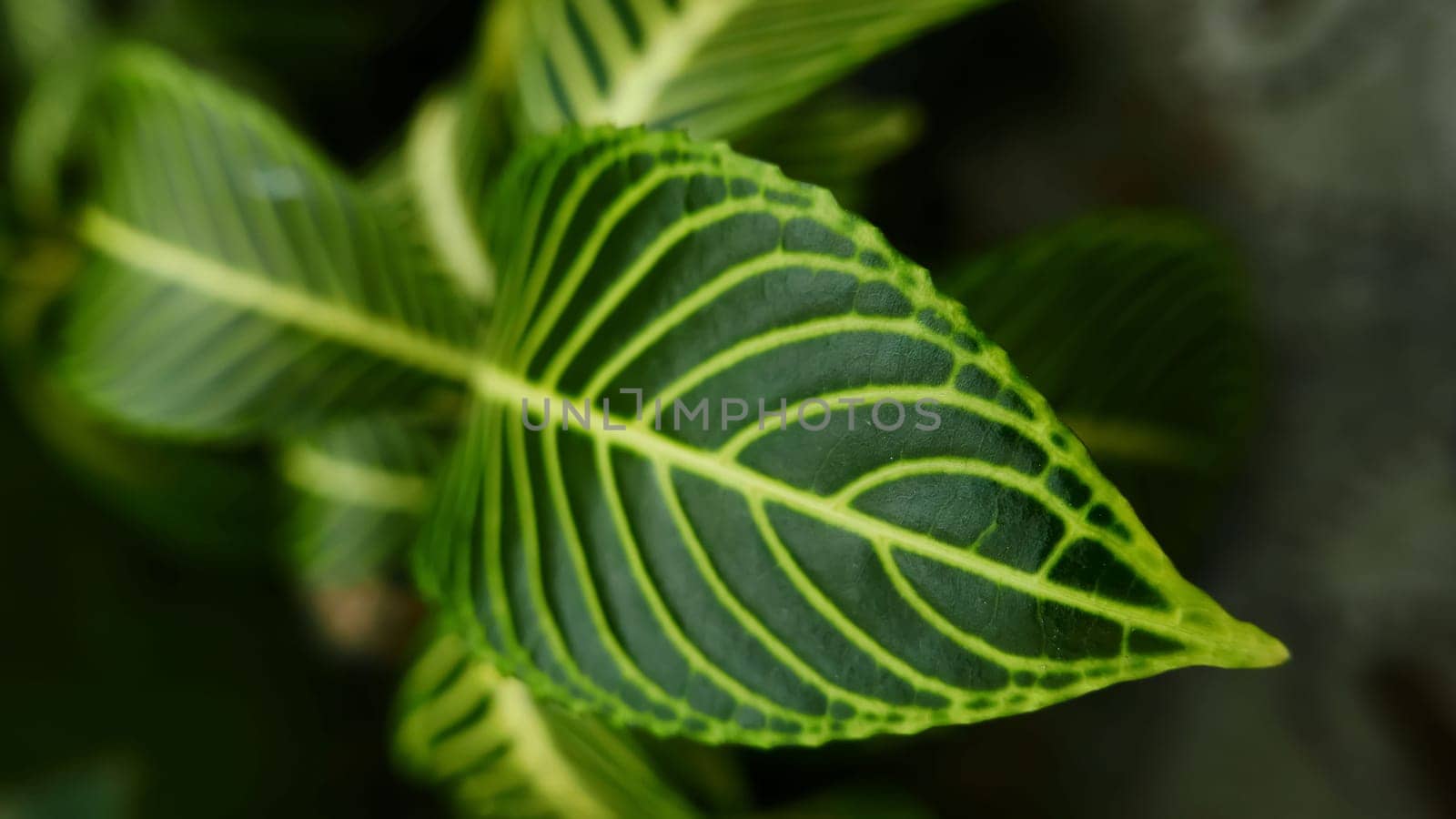 picture of leaves from a plant called Aphelandra squarrosa Nees, from the genus of Acanthaceae, or also known as Zebra Plant in garden and pots