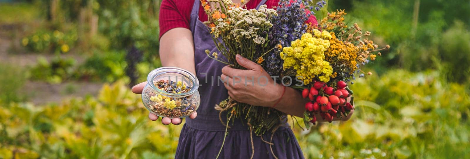 A woman holds medicinal herbs in her hands. Selective focus. by yanadjana