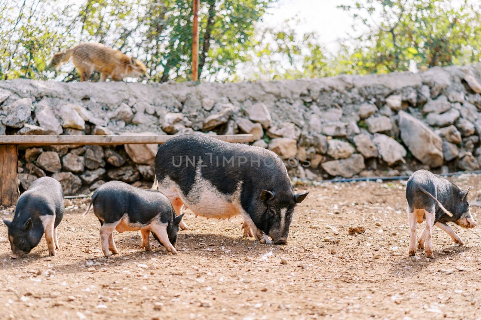 Dwarf black pig sniffs the ground with its piglets in a pen behind a stone fence. High quality photo