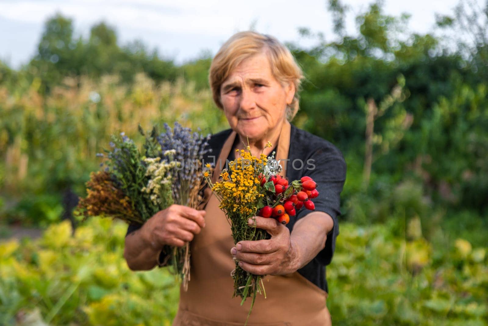 An elderly woman holds medicinal herbs in her hands. Selective focus. Nature.