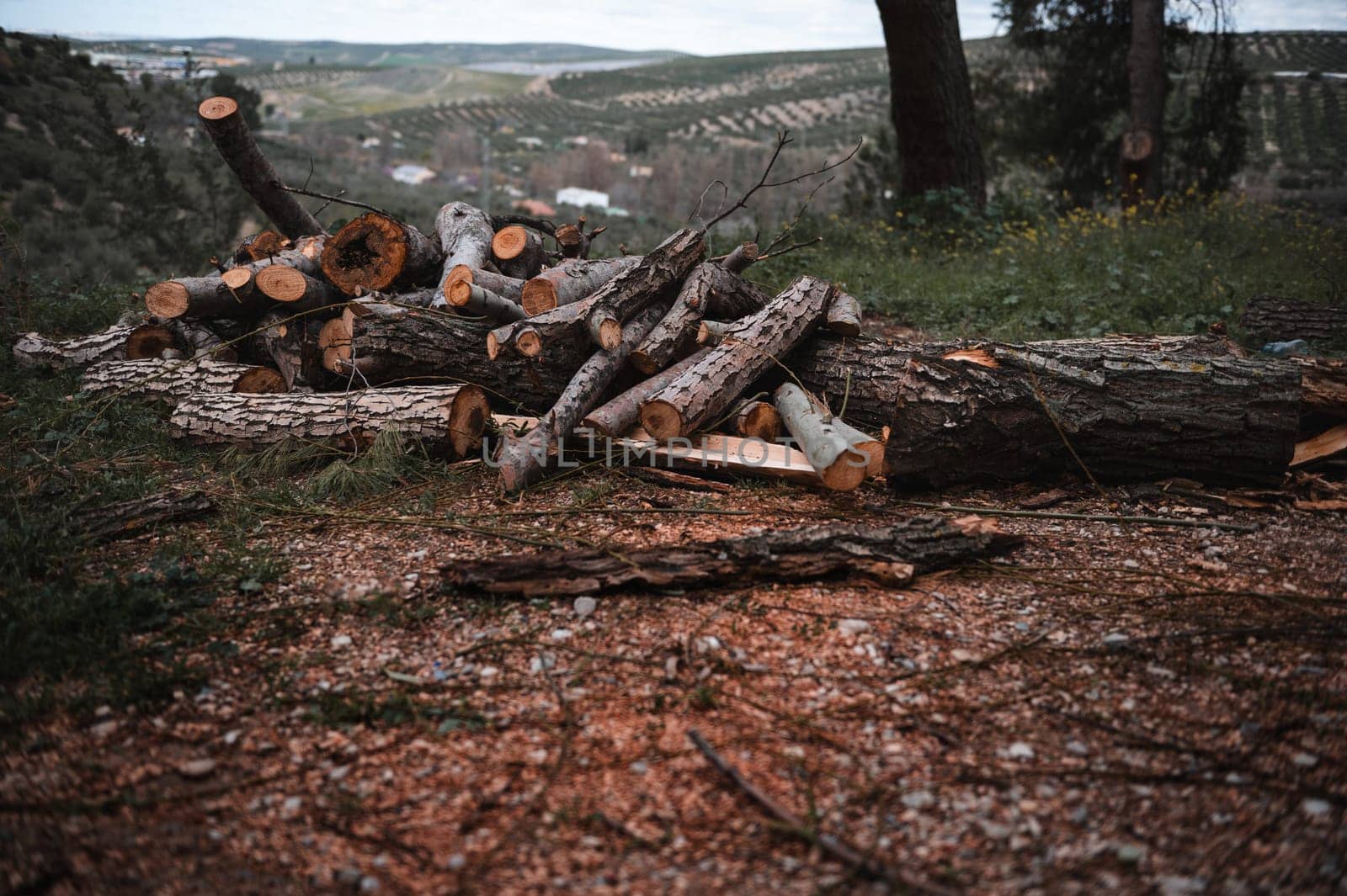 A pile of chopped logs and firewood in a forest over mountains background. Still life. Lumber and timber industry. by artgf