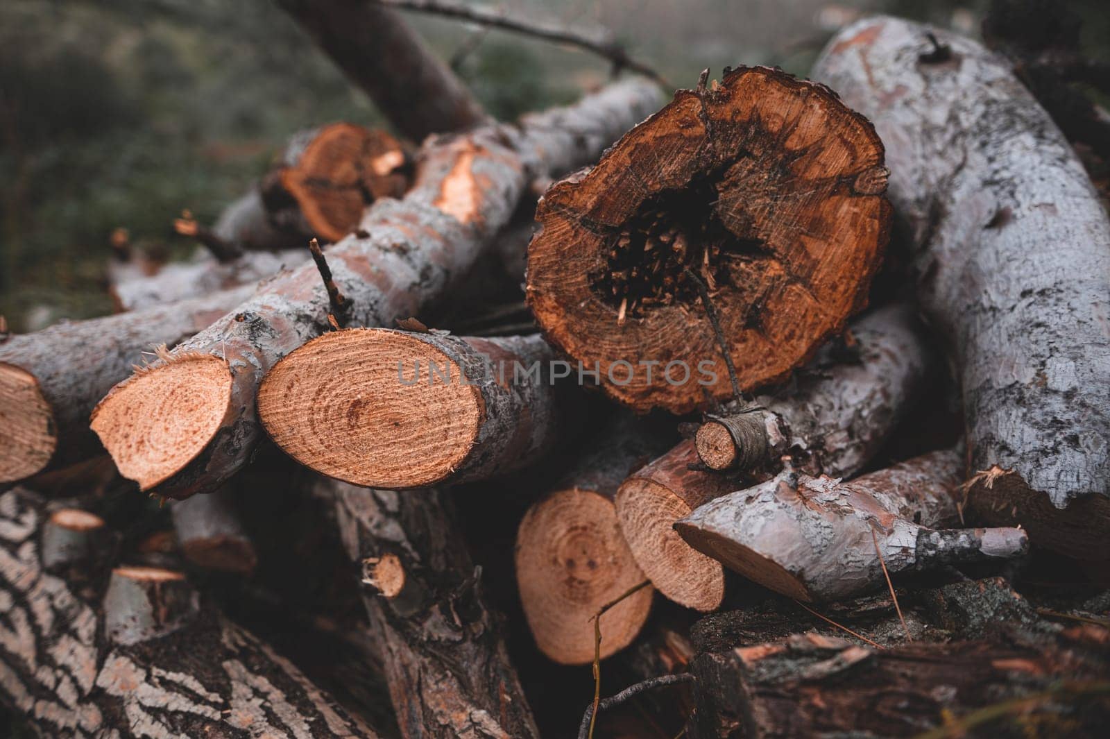Close-up pile of logs and firewood in forest. Freshly cut tree logs piled up as background texture. Sawed off tree trunks. Wall of stacked wood logs for background. Timber. Firewood. Forest management