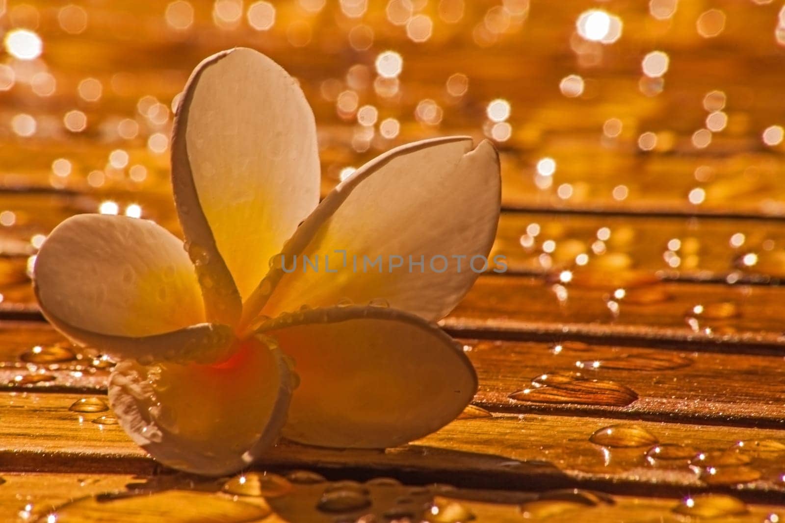 Frangipani with raindrops and bokeh 15963 by kobus_peche