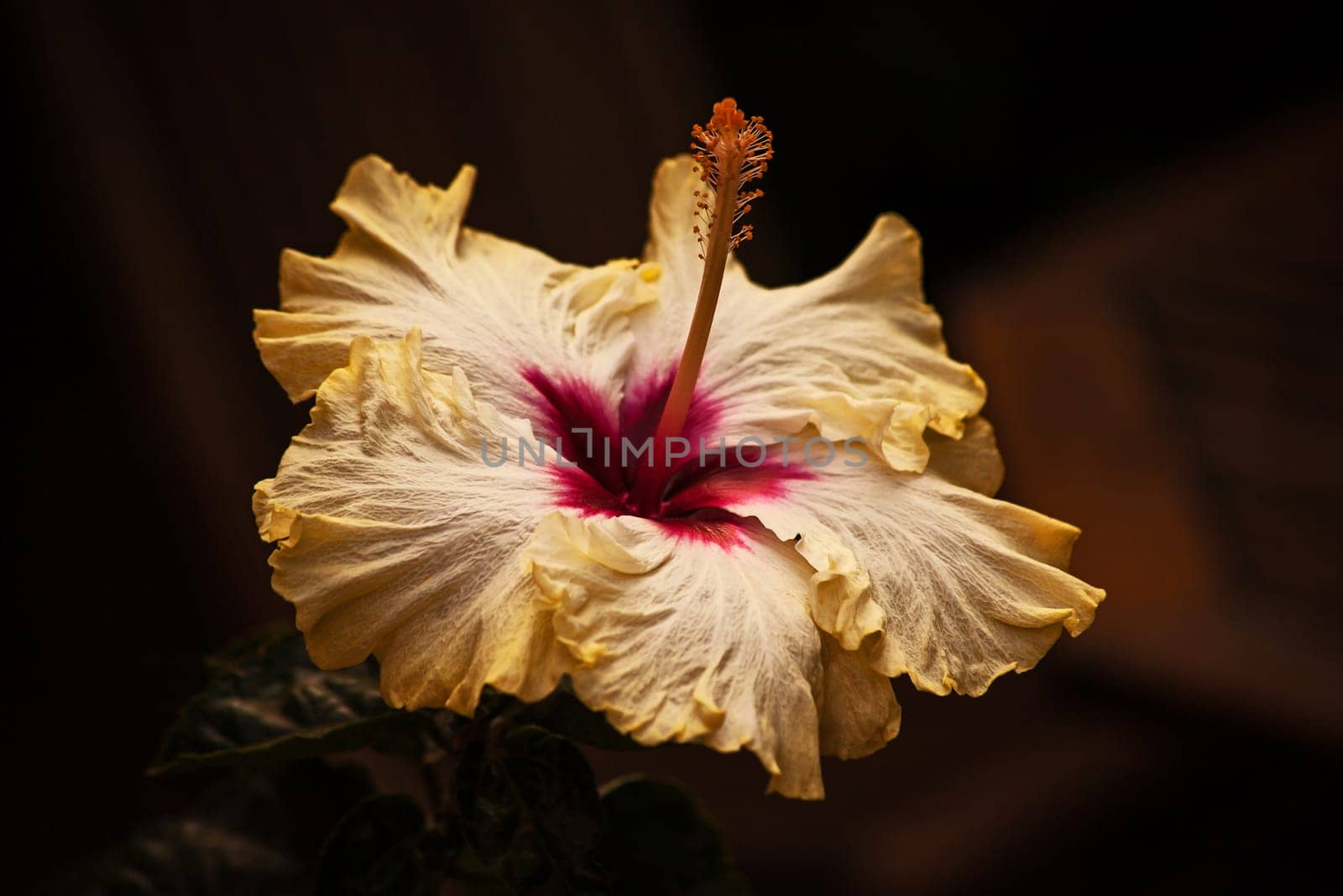 Makro image of a single yellow Hibiscus flower isolated on a dark background