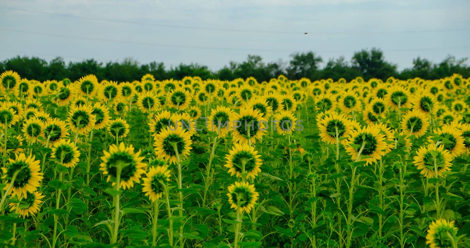 Sunflowers Field Back Side Panoramic Photo. Farming and Countryside Theme. Farming and Countryside concept. by igor010