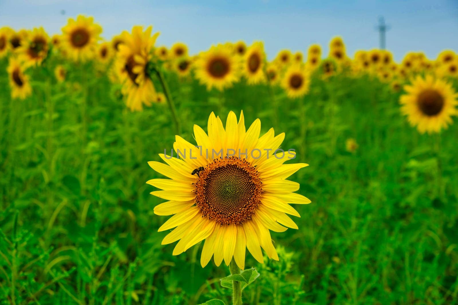 honey bee pollinating sunflower plant. Sunflower natural background. Sunflower blooming. sunflower landscape. download