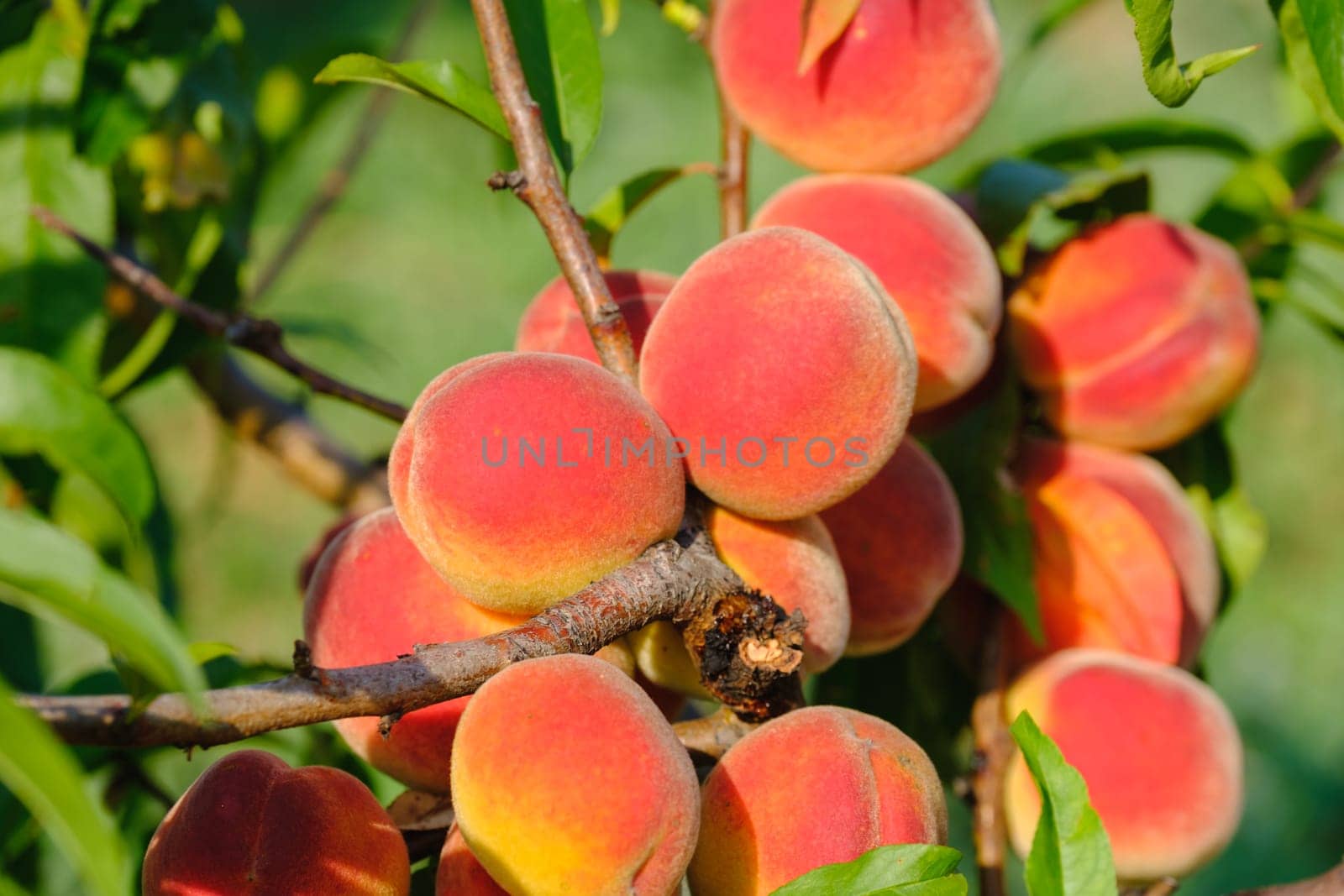 Peaches growing on a tree. Fresh peach tree