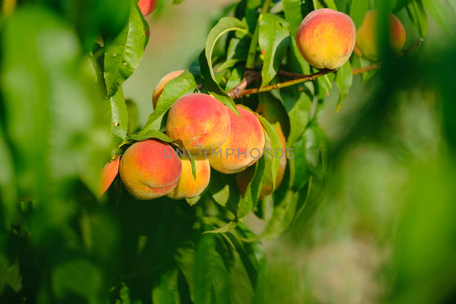 Peaches growing on a tree. Fresh peach tree download by igor010