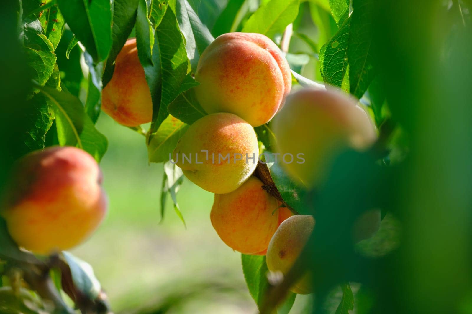 Ripe peach close-up with peach orchard in the background. download by igor010