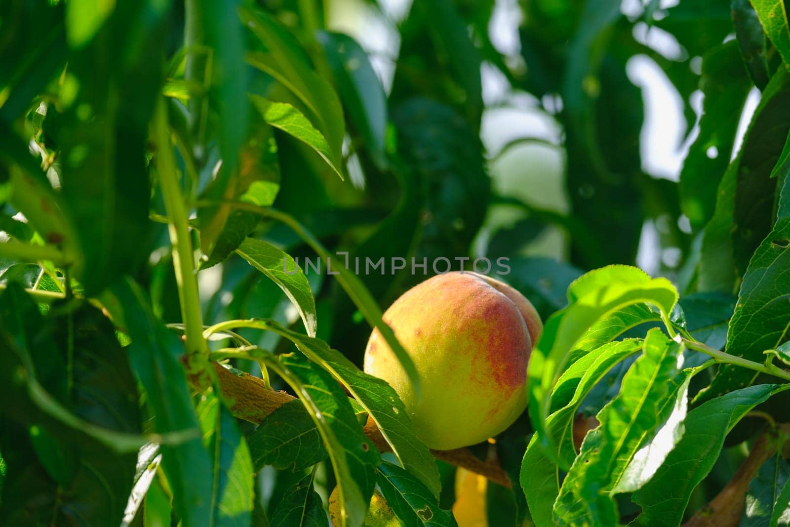 Natural peach fruit. Peach tree branches