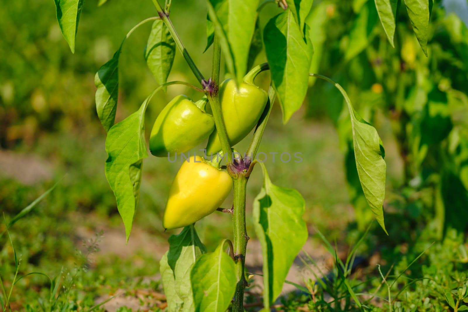 Yellow bell pepper on the pepper tree, sweet pepper