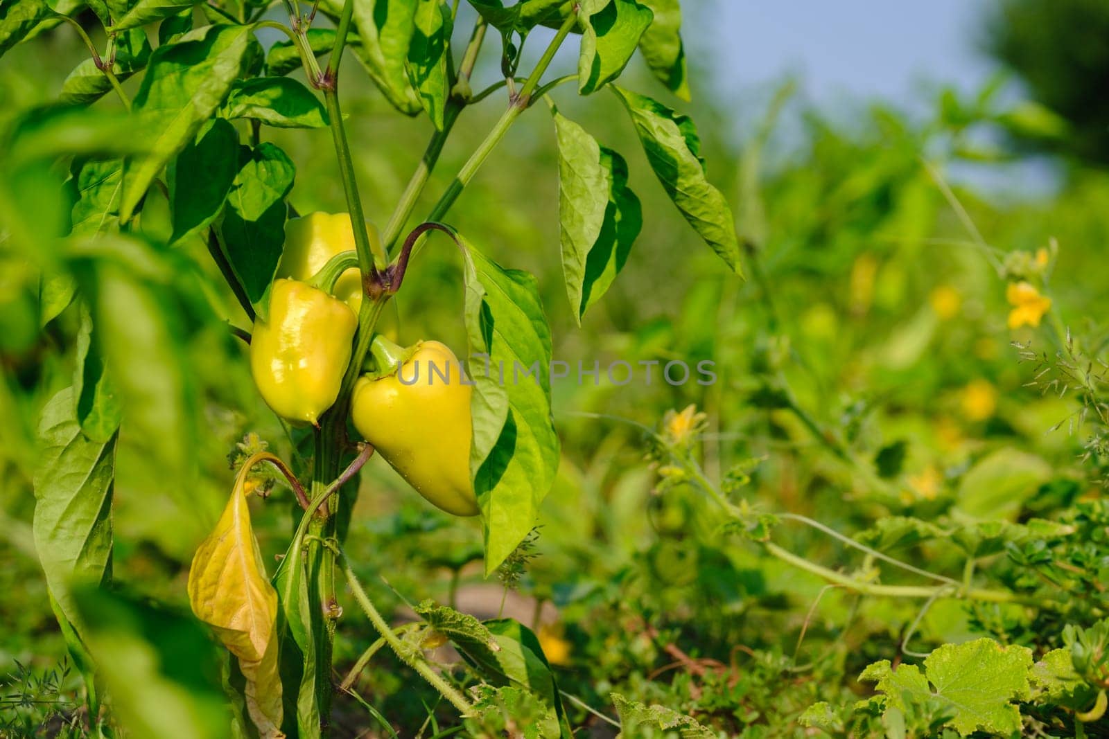 Yellow bell pepper on the pepper tree, sweet pepper