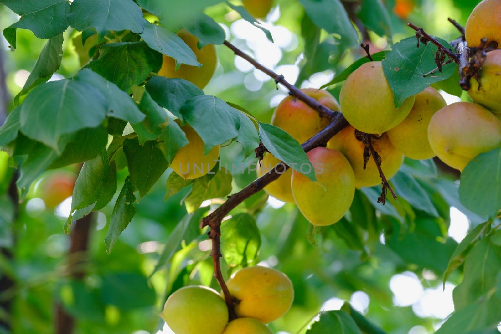 branch with ripe juicy apricots on tree. bunch of ripe apricots on a branch download by igor010
