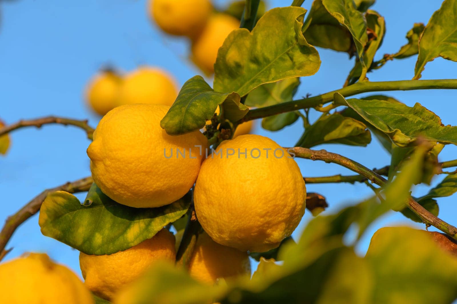 Bunch of Lemon fruit over green natural garden Blur background, Lemon fruit with leaves in blur background.6