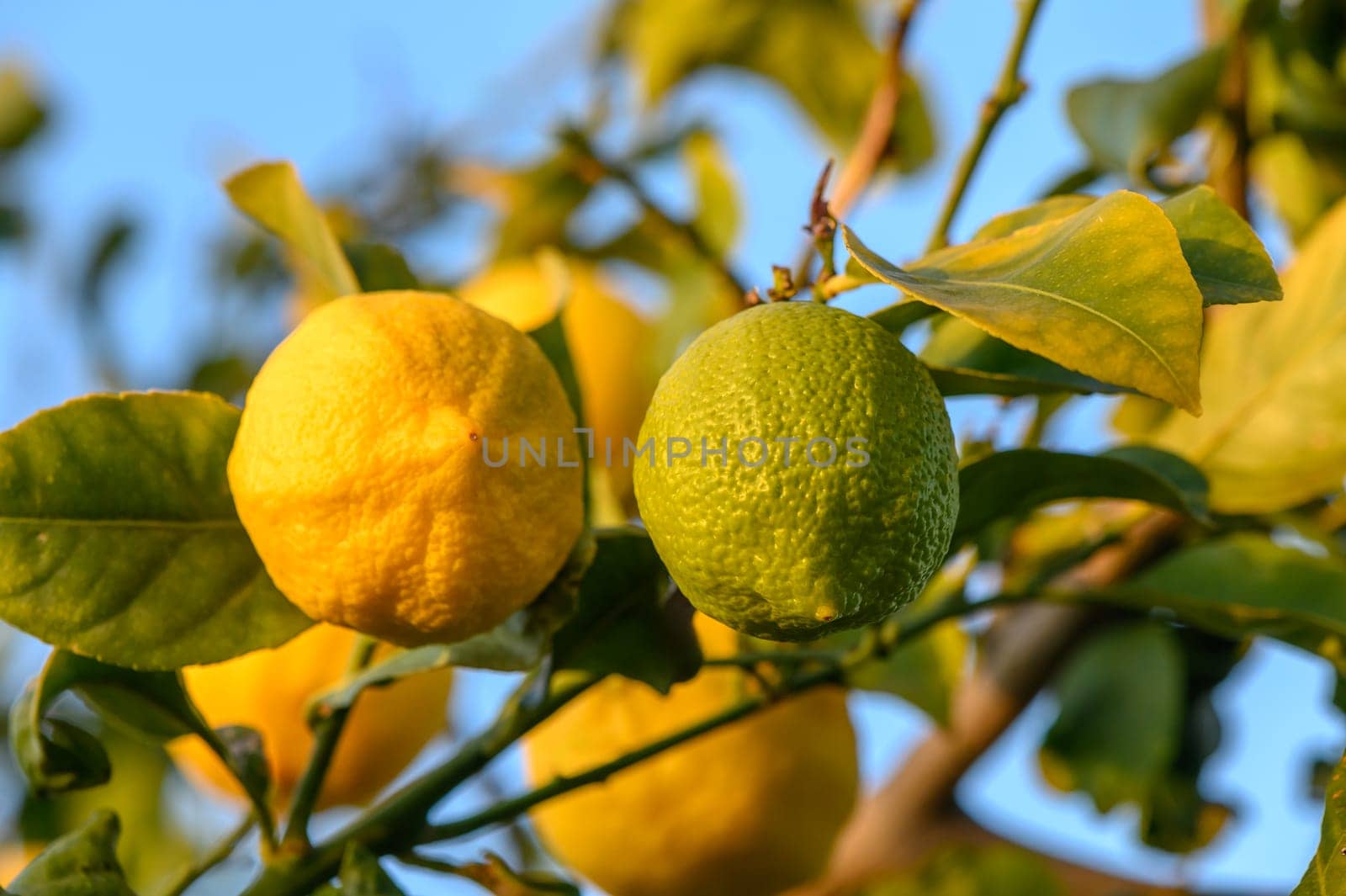 Bunch of Lemon fruit over green natural garden Blur background, Lemon fruit with leaves in blur background.5