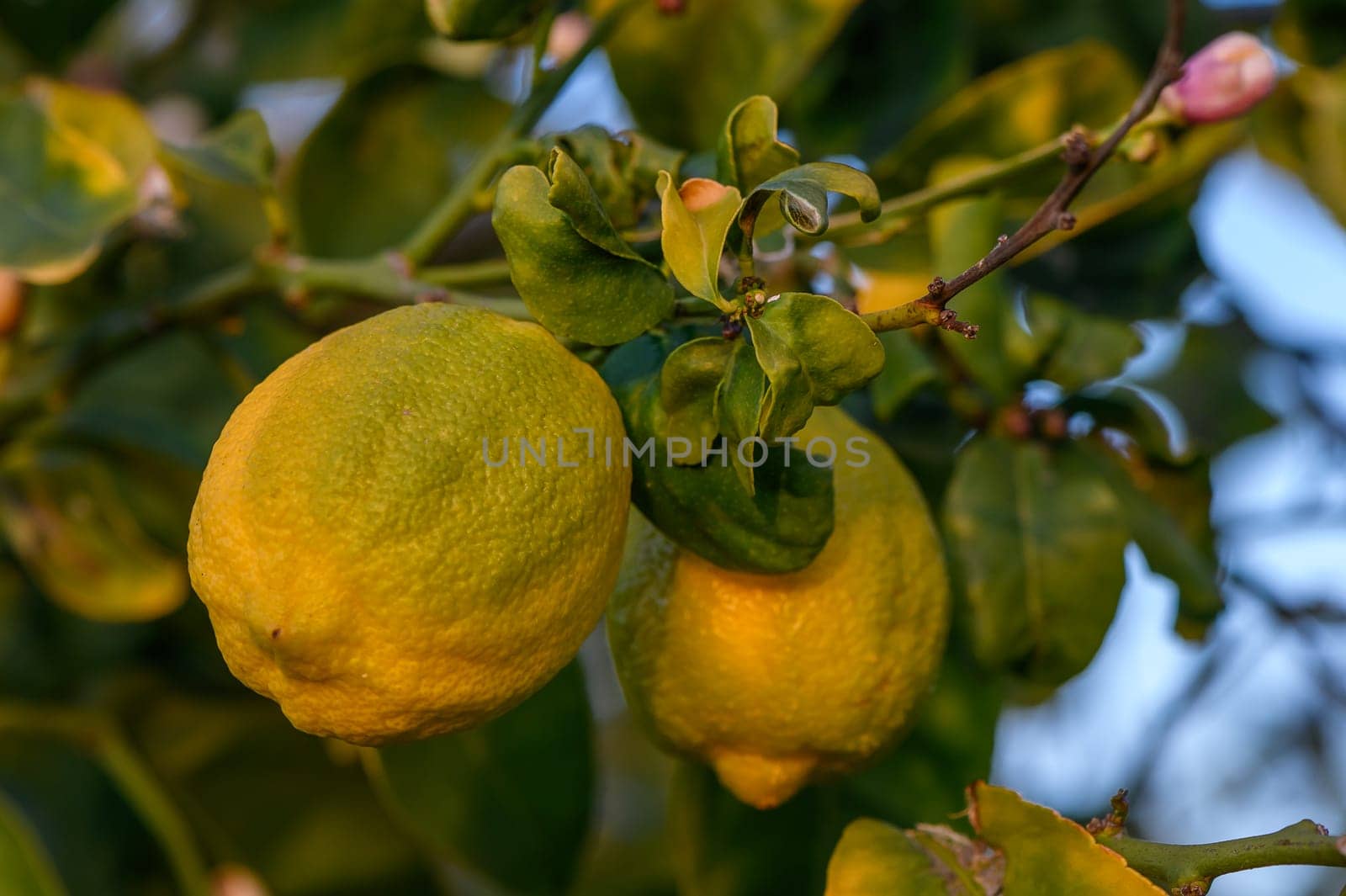 Bunch of Lemon fruit over green natural garden Blur background, Lemon fruit with leaves in blur background.