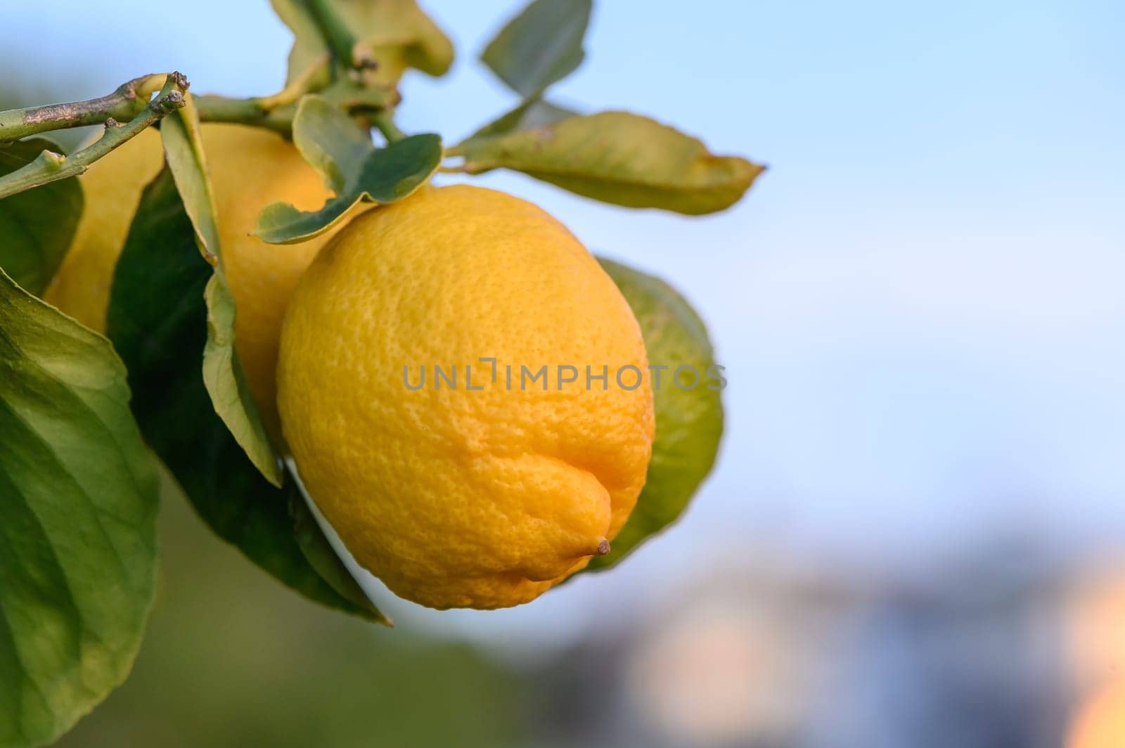Bunch of Lemon fruit over green natural garden Blur background, Lemon fruit with leaves in blur background.3