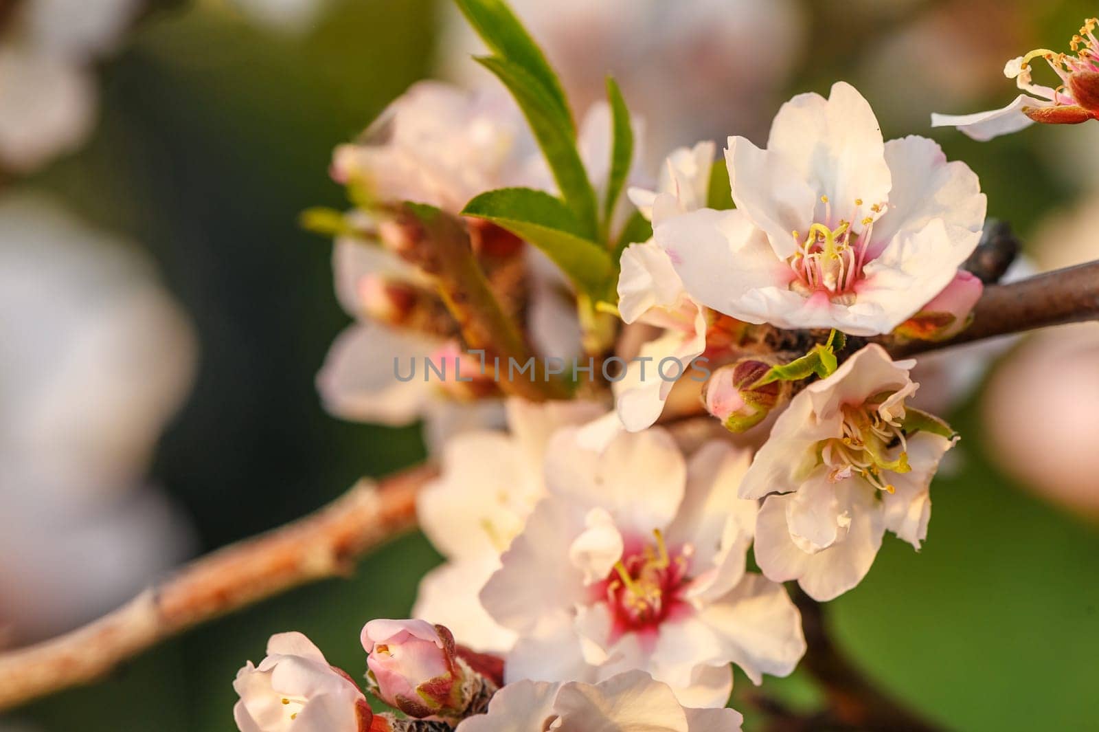 Pink blossom on soft background with copy space 3