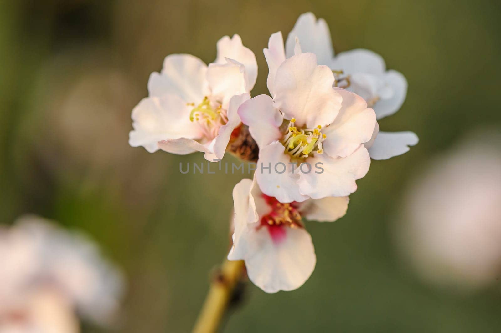 Pink blossom on soft background with copy space 2