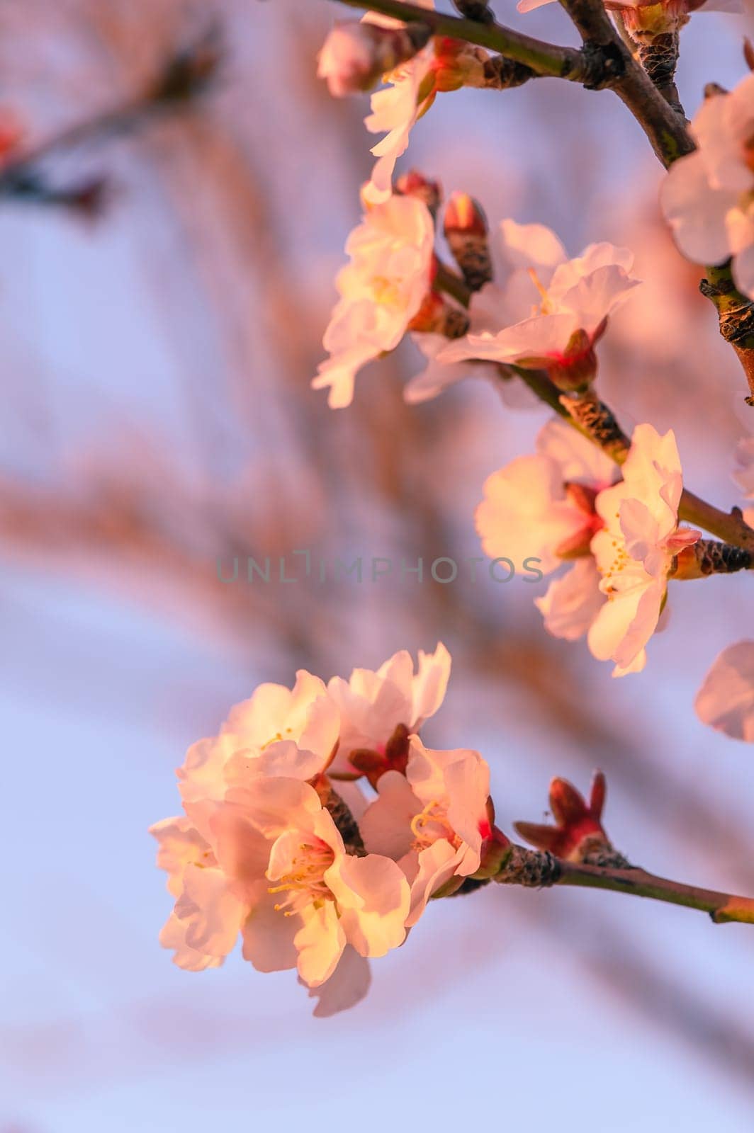 Almond tree flowers with branches close-up, blurred background 10