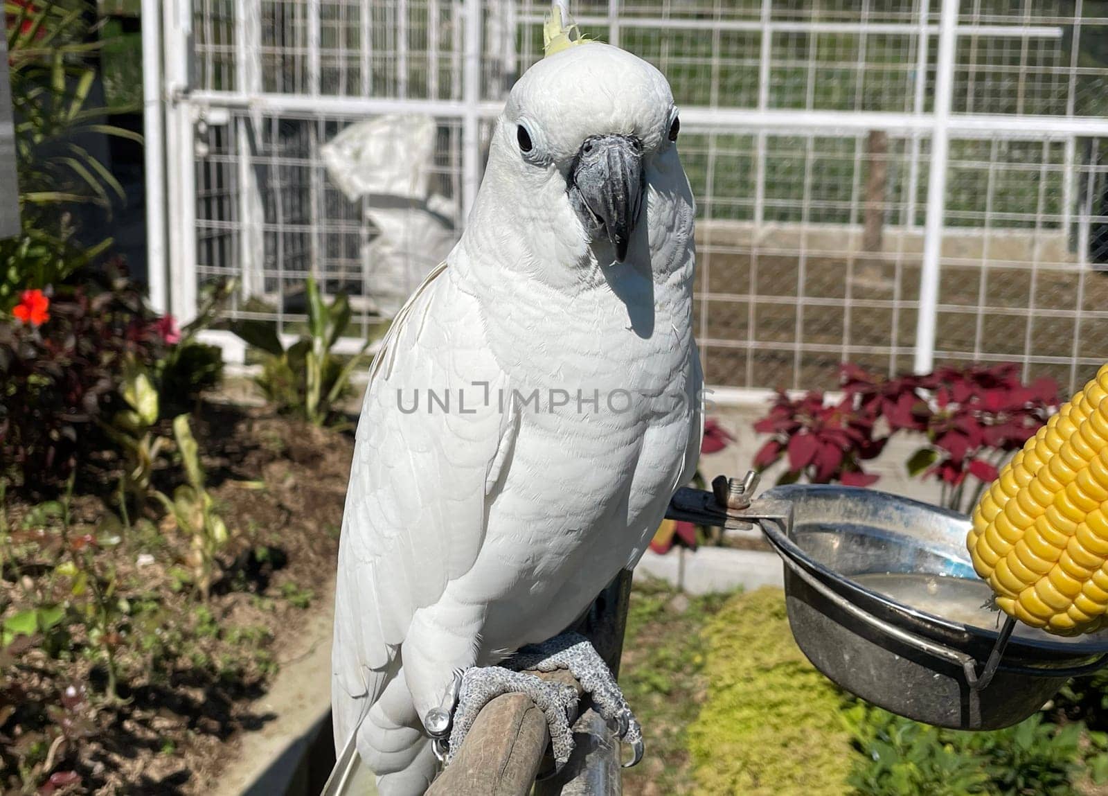 smart white exotic cockatoo bird perches in the bird sanctuary, interacting with visitors of the zoo in Java, Indonesia