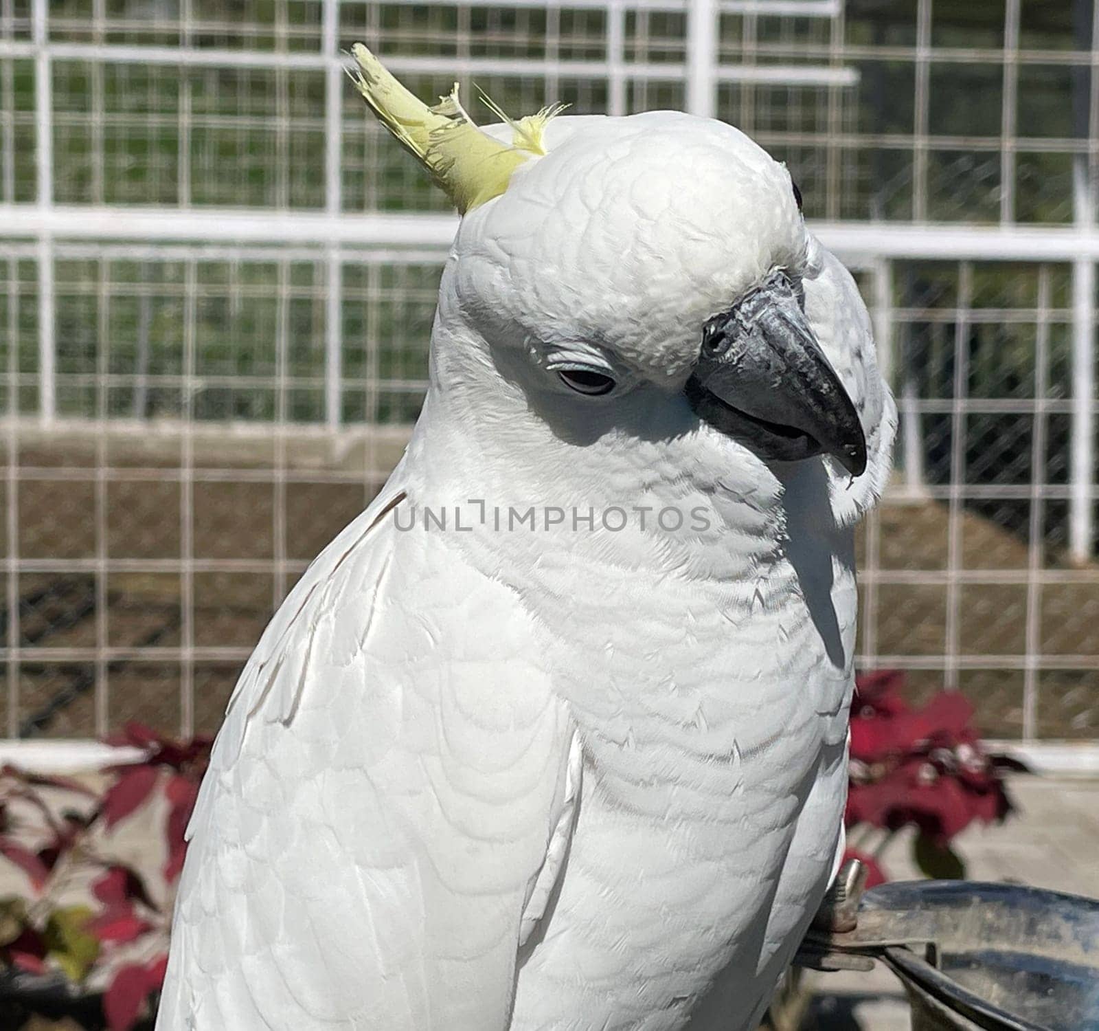 smart white exotic cockatoo bird perches in the bird sanctuary, interacting with visitors of the zoo in Java, Indonesia
