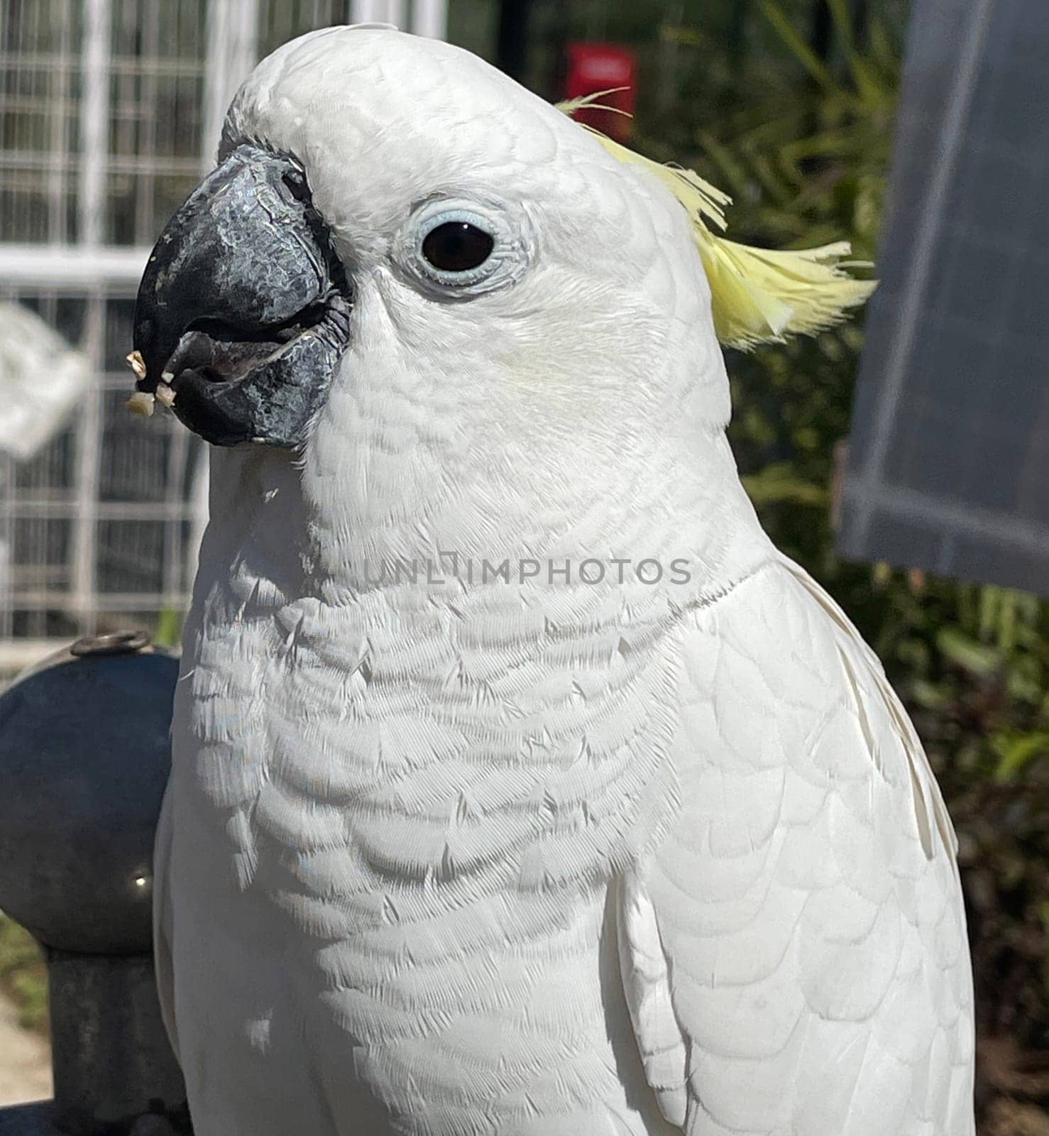 smart white exotic cockatoo bird perches in the bird sanctuary, interacting with visitors of the zoo in Java, Indonesia