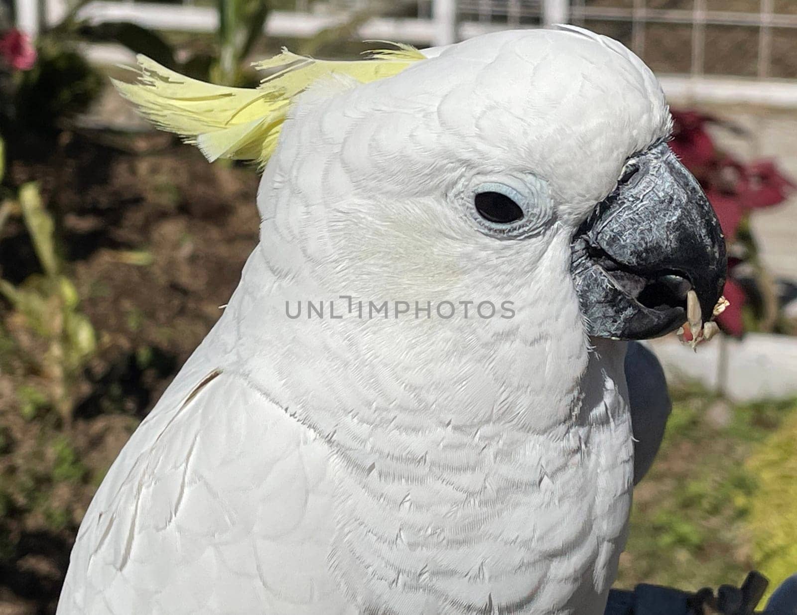 smart white exotic cockatoo bird perches in the bird sanctuary, interacting with visitors of the zoo in Java, Indonesia