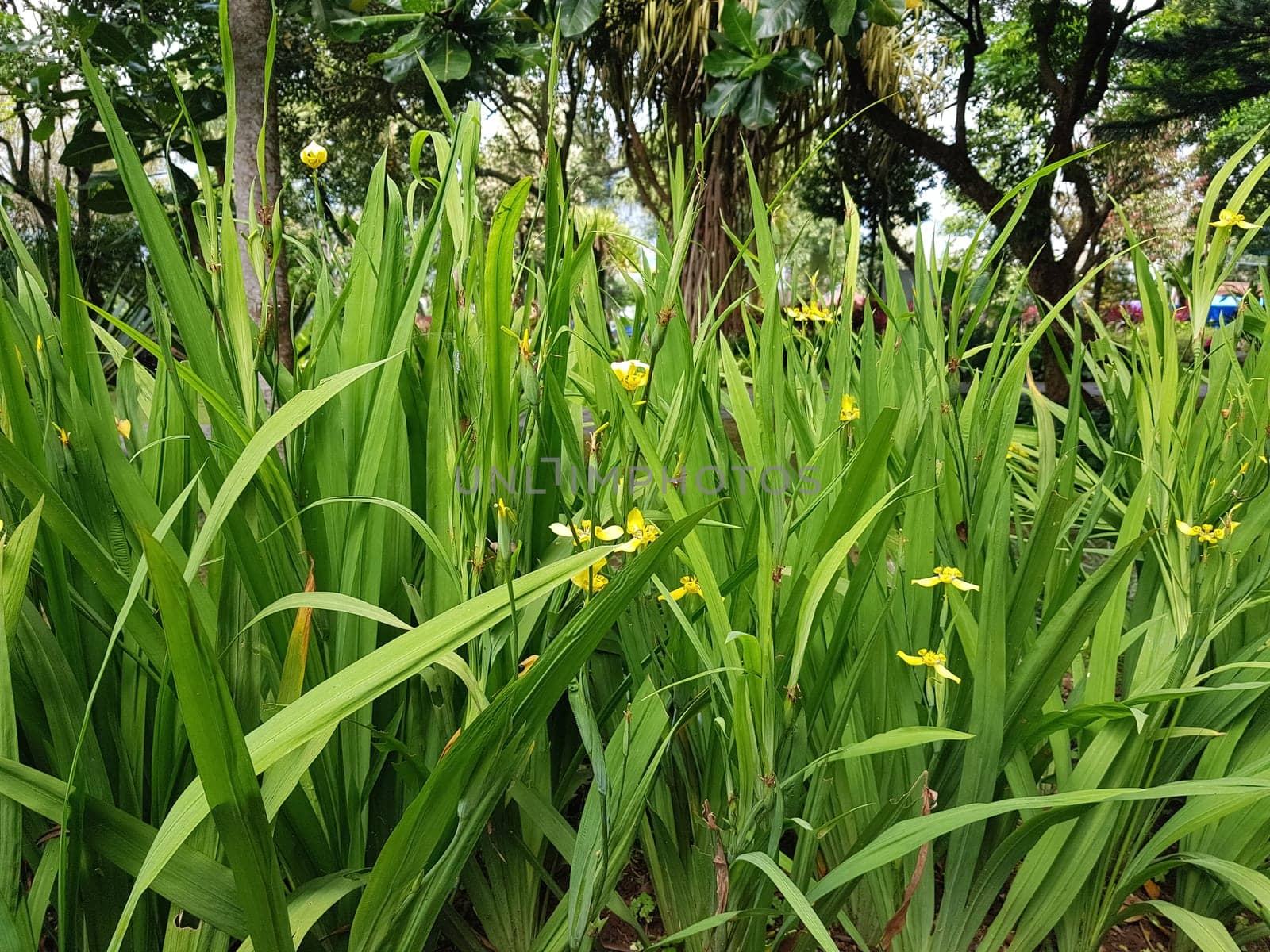 picture of beautiful Green grass for your multimedia content creation, good for digital card and web design green vegetation