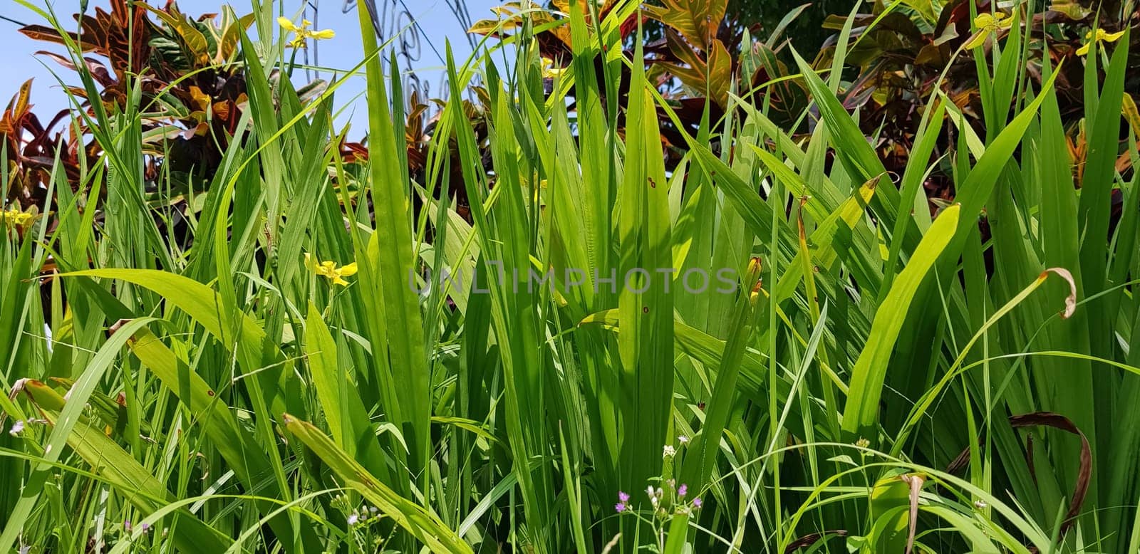 picture of beautiful Green grass for your multimedia content creation, good for digital card and web design by antoksena