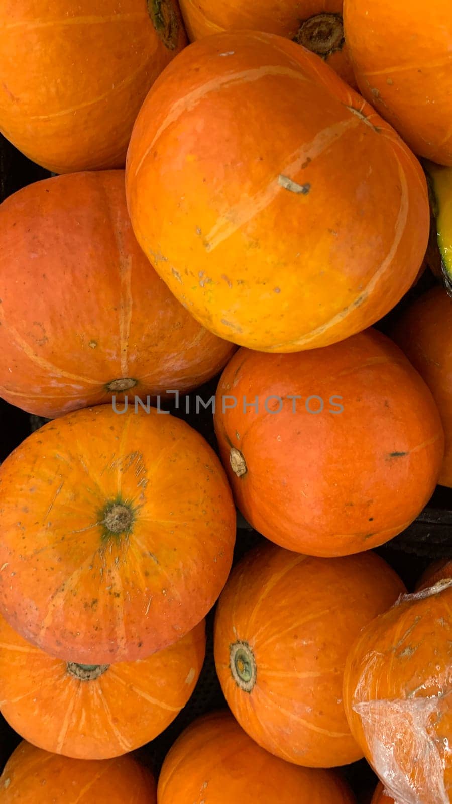 Decorative orange pumpkins on display at a farmers market in Java. Orange decorative pumpkin in the sun. Harvest and Thanksgiving concept.