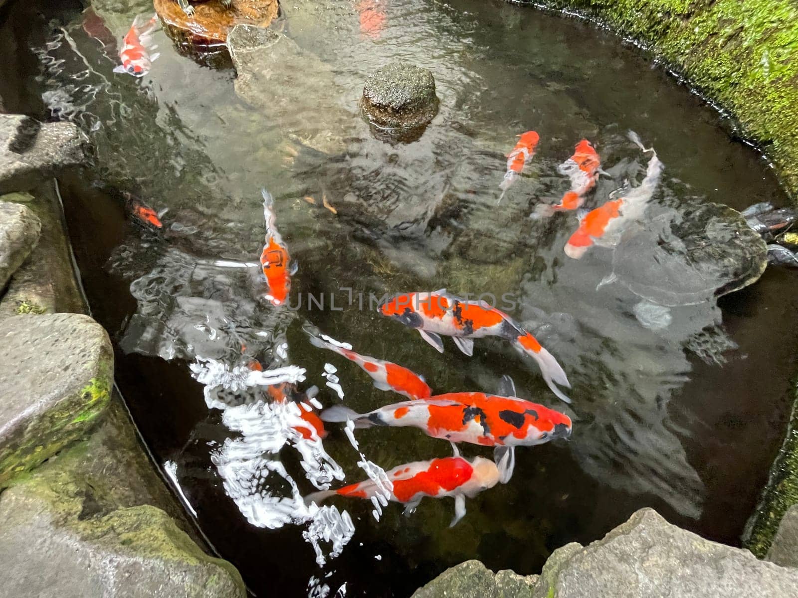 Colorful ornamental Koi fish float in the artificial pond, view from above by antoksena