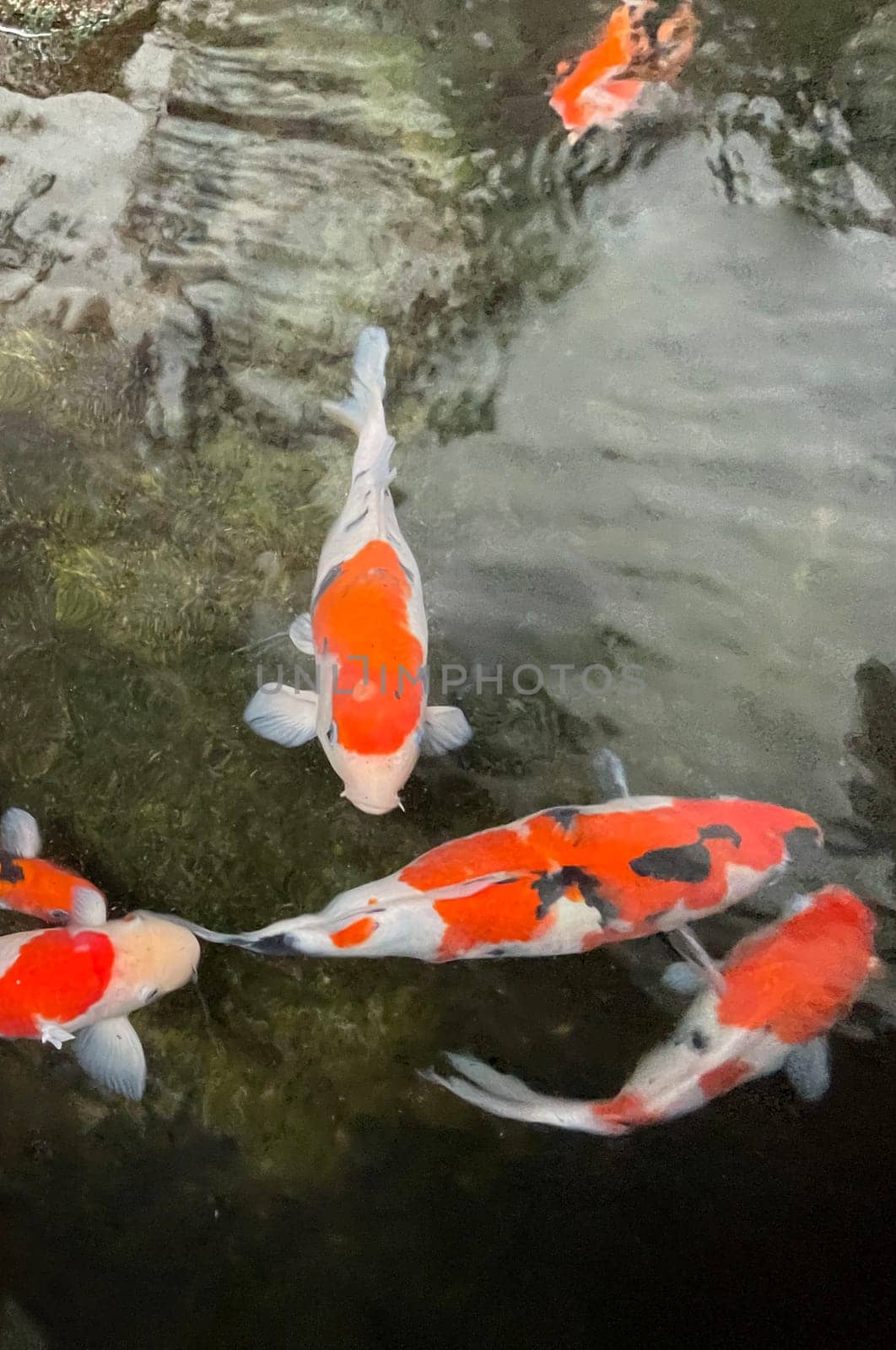 Colorful ornamental Koi fish float in the artificial pond, view from above by antoksena