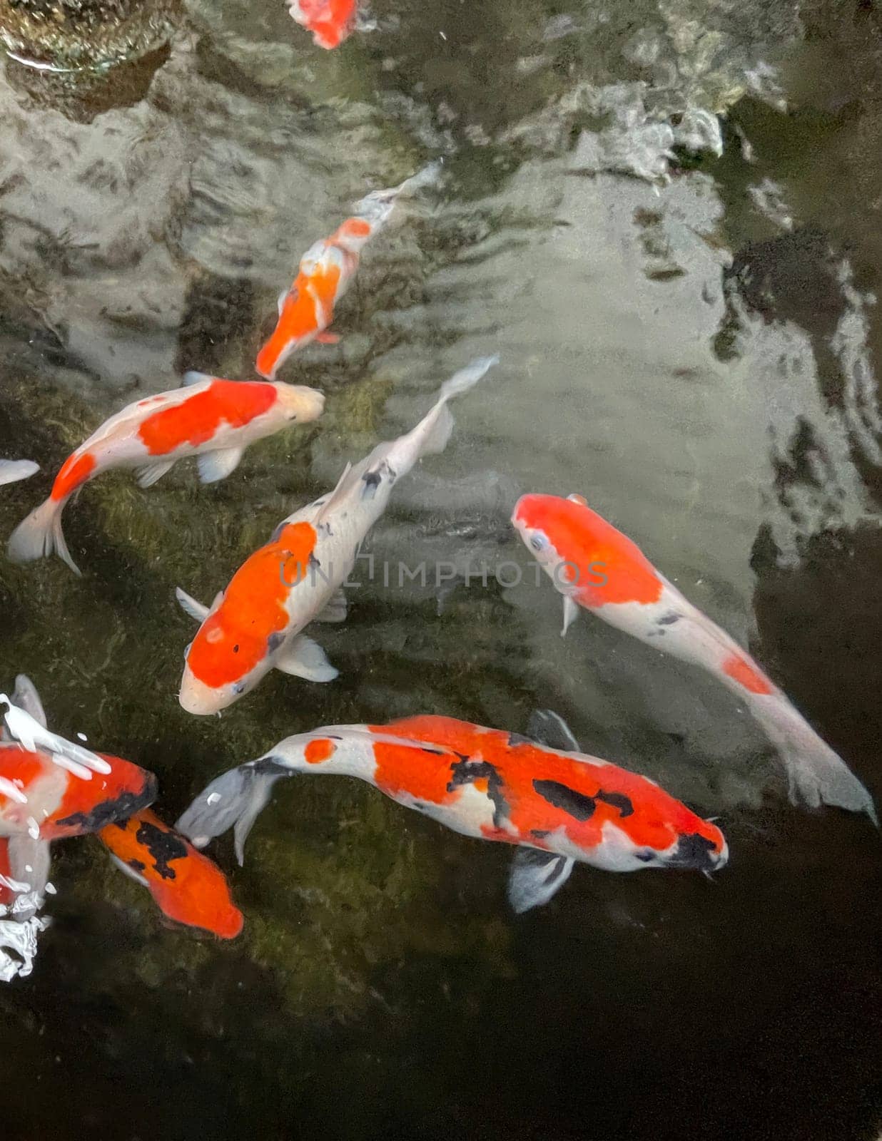 Colorful ornamental Koi fish float in the artificial pond, view from above by antoksena