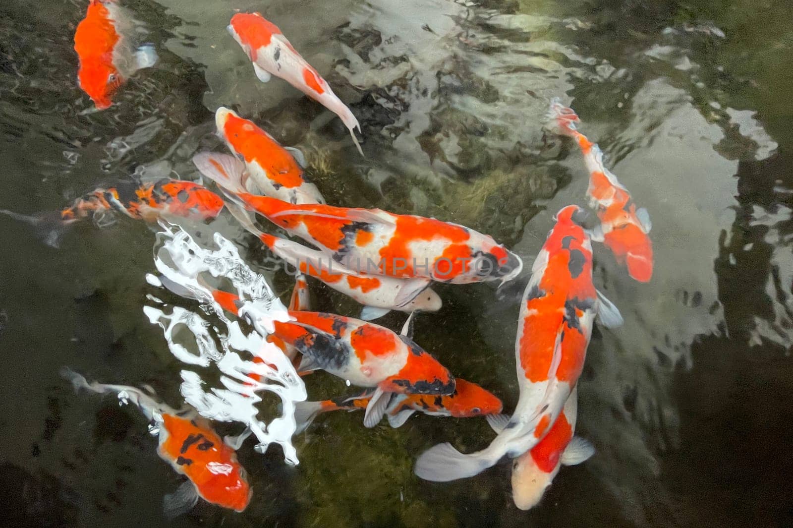 Colorful ornamental Koi fish float in the artificial pond, view from above by antoksena