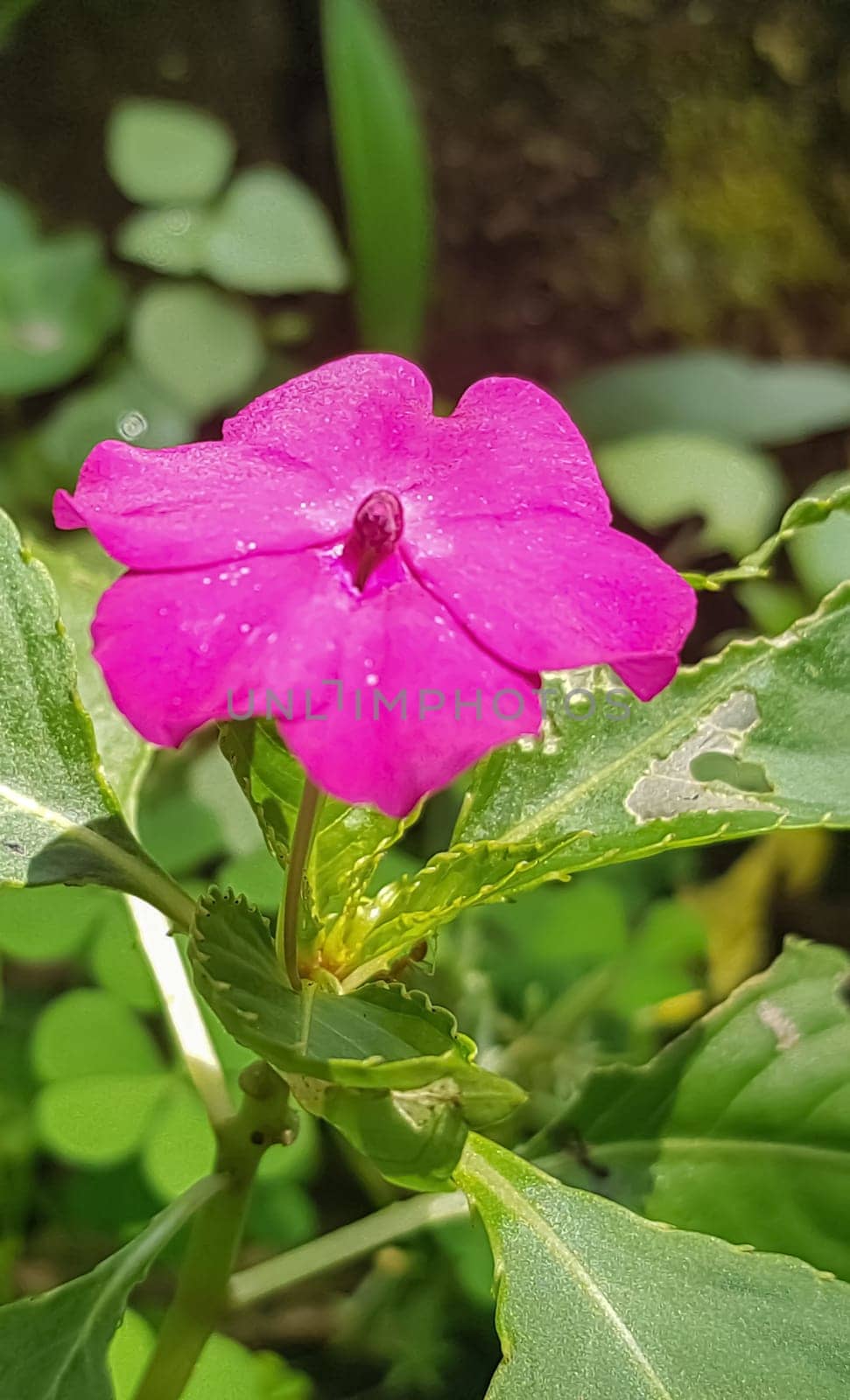 Busy Lizzie (Impatiens Walleriana) also known as Balsam, Sultana or Impatiens in Asia, Central Java Indonesia