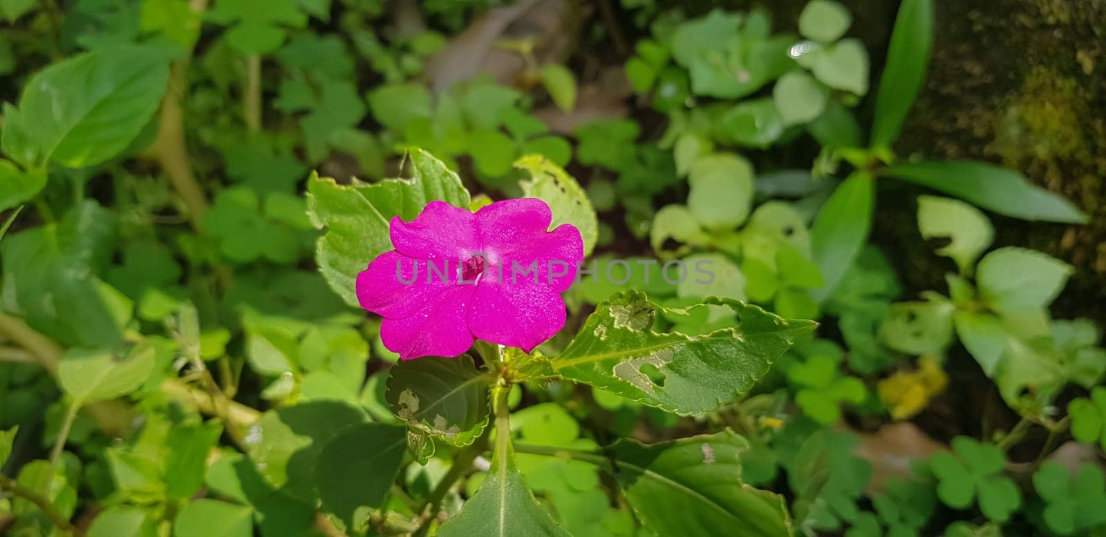 Busy Lizzie (Impatiens Walleriana) also known as Balsam, Sultana or Impatiens in Asia by antoksena