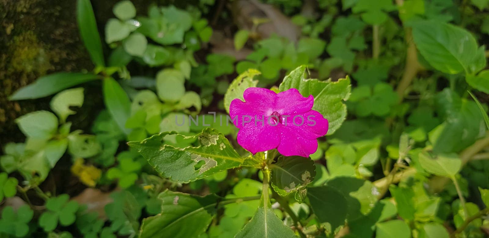 Busy Lizzie (Impatiens Walleriana) also known as Balsam, Sultana or Impatiens in Asia, Central Java Indonesia